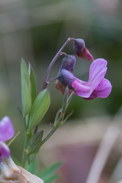 Photographie Plante