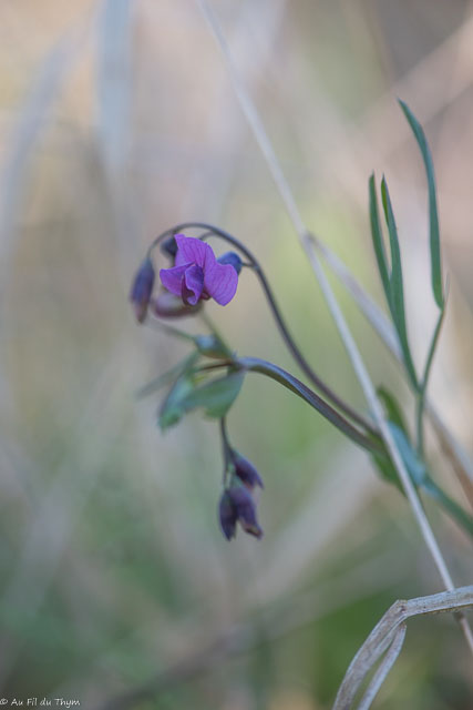 Photographie Plante