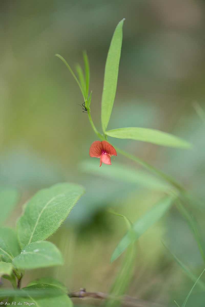 Photographie Plante