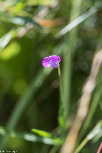 Photographie Plante