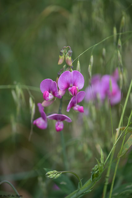 Photographie Plante