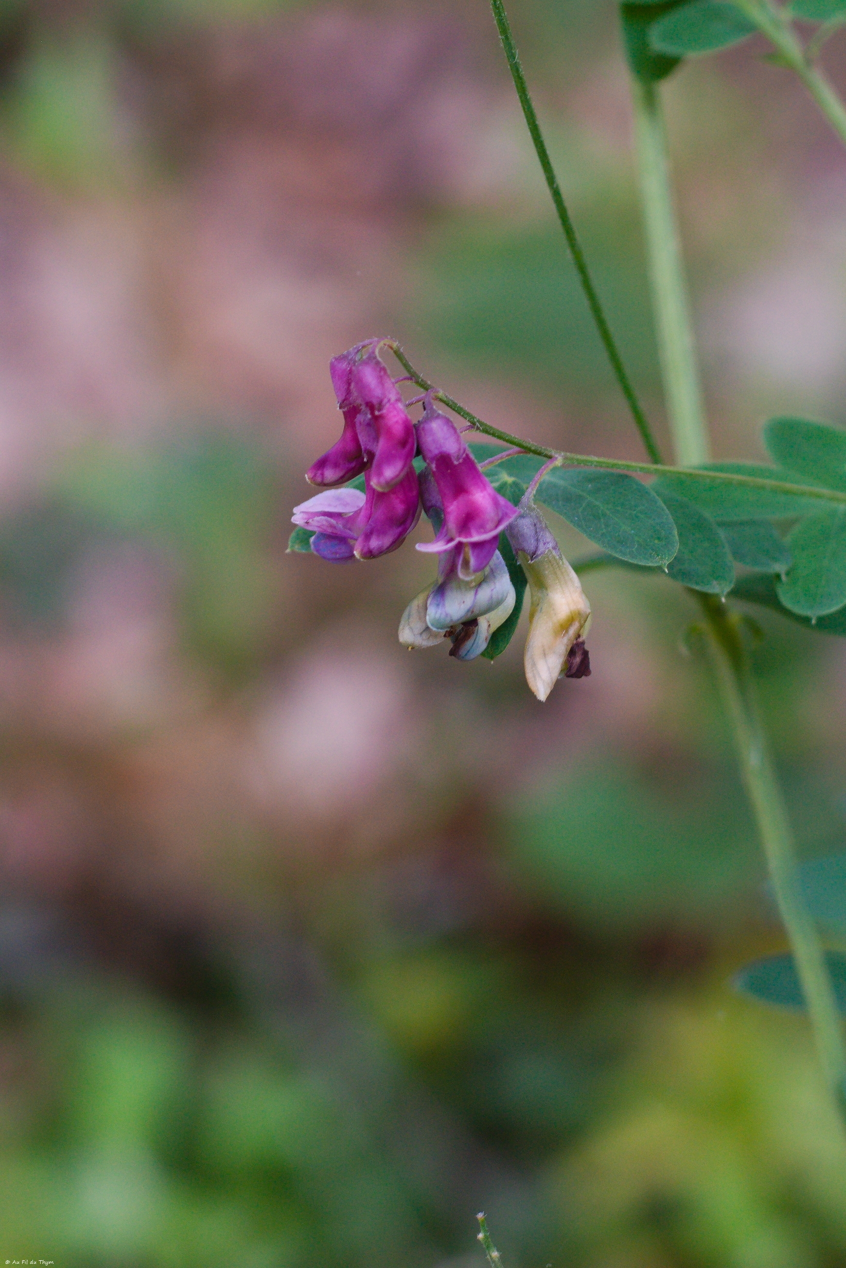 Photographie Plante