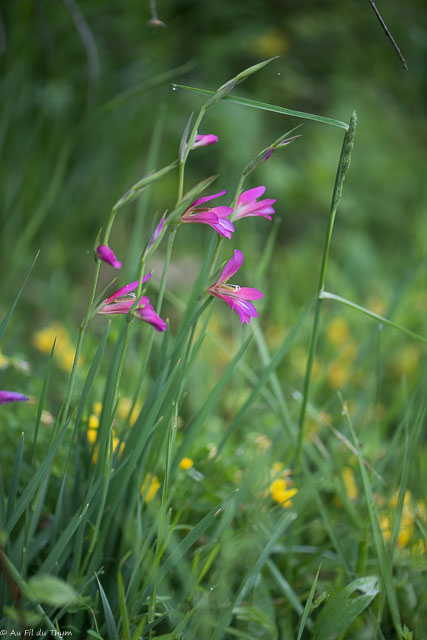 Photographie Plante
