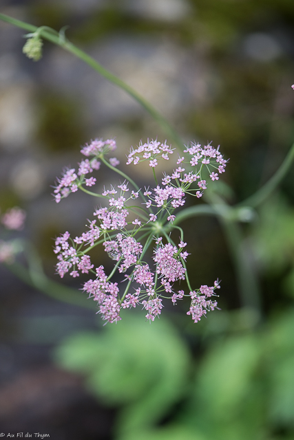 Photographie Plante