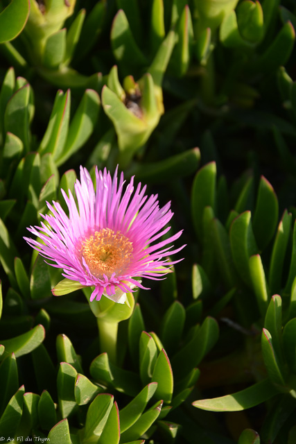 Photographie Plante