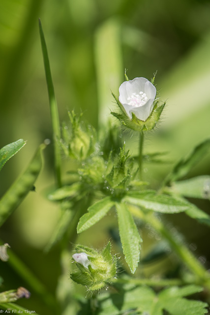 Photographie Plante