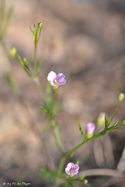 Photographie Plante