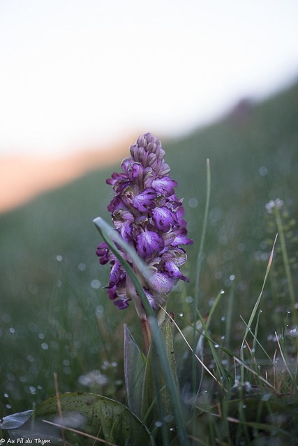 Photographie Plante
