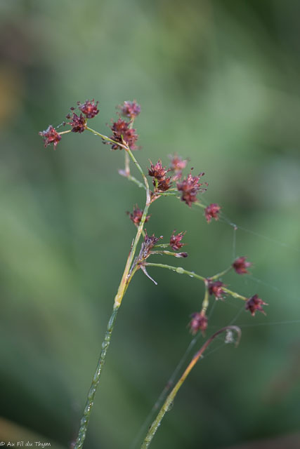 Photographie Plante
