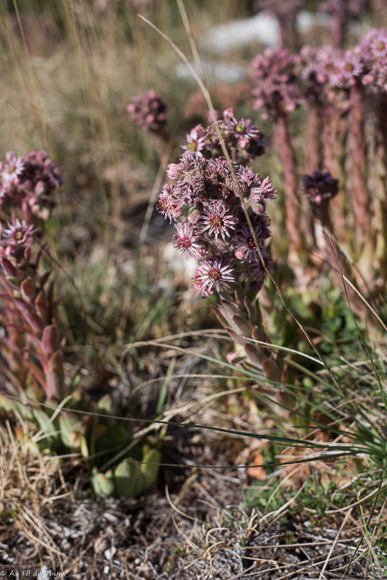Photographie Plante