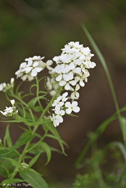 Photographie Plante