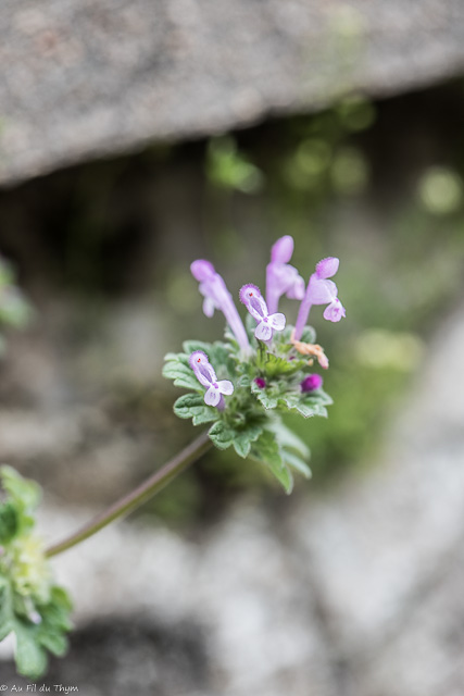 Photographie Plante
