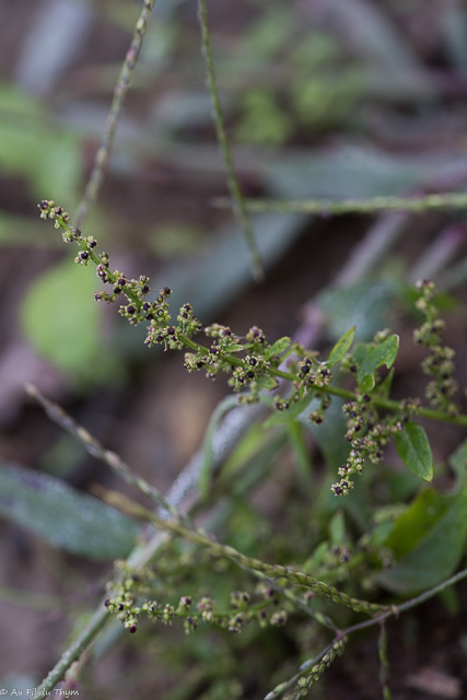 Photographie Plante