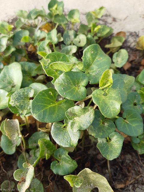 Photographie Plante