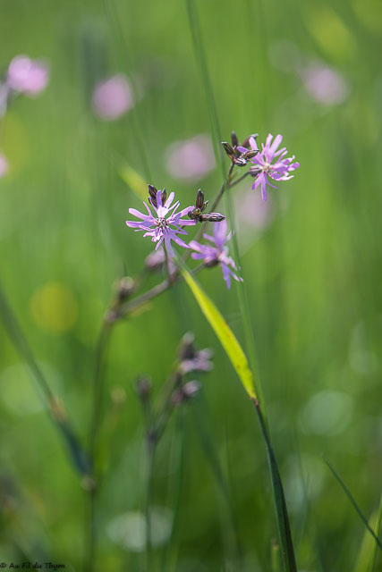 Photographie Plante