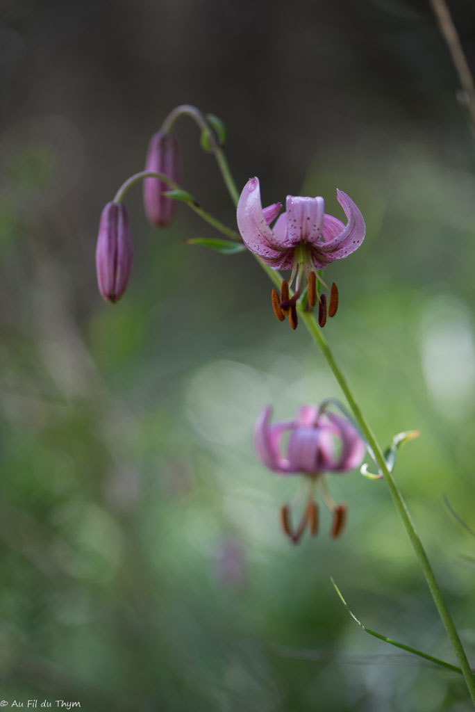 Photographie Plante