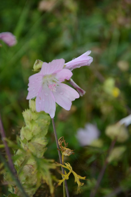 Photographie Plante