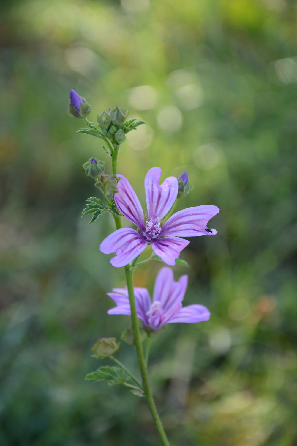 Photographie Plante