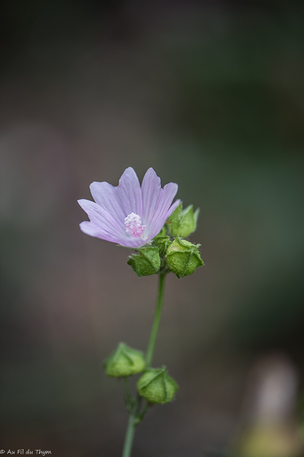 Photographie Plante