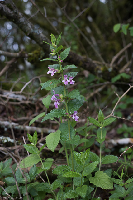 Photographie Plante