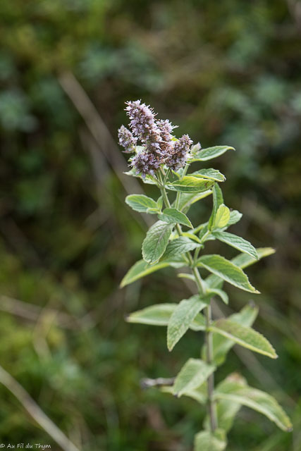 Photographie Plante