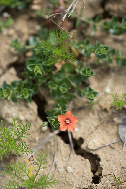 Photographie Plante