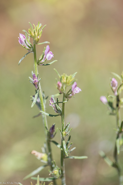 Photographie Plante