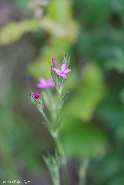 Photographie Plante