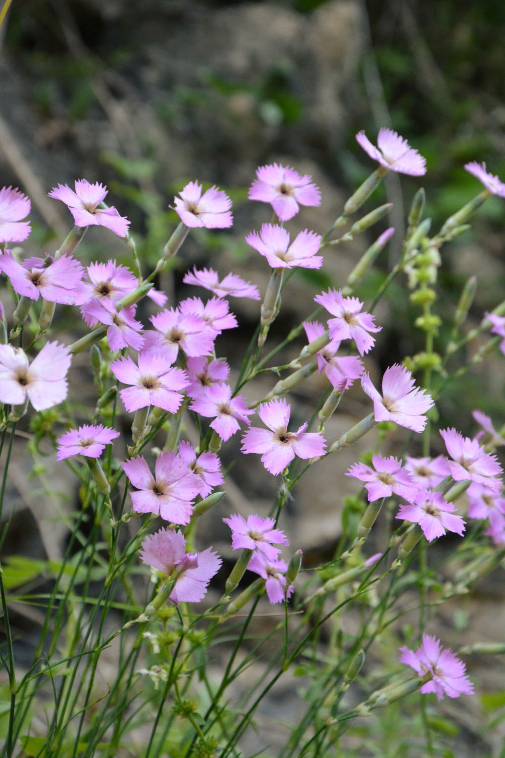 Photographie Plante