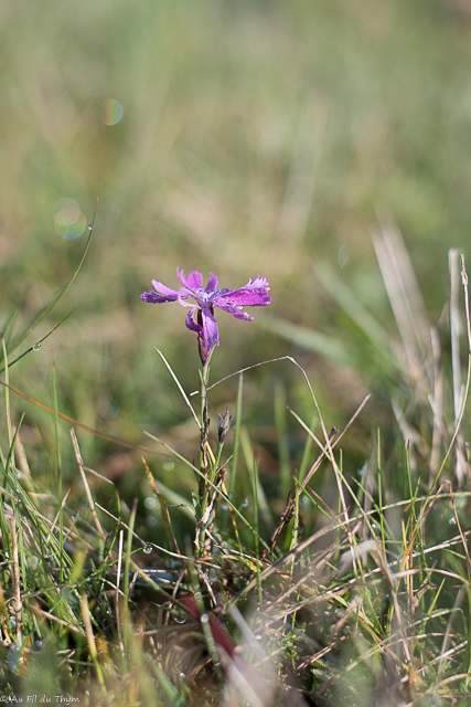 Photographie Plante