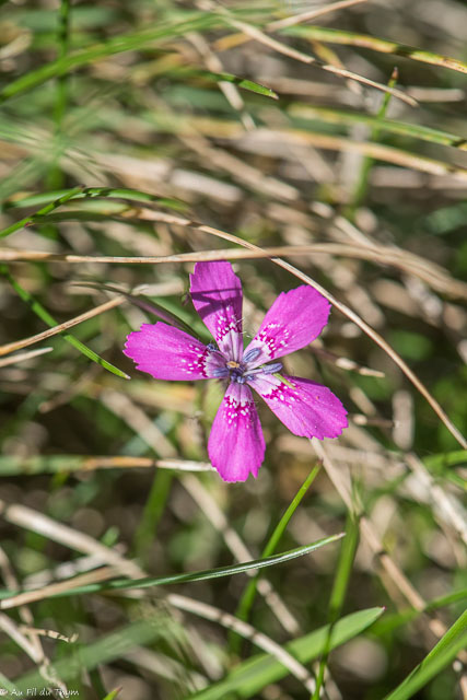Photographie Plante
