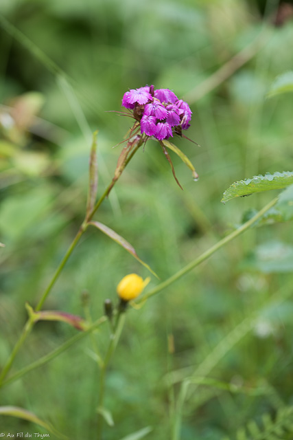 Photographie Plante