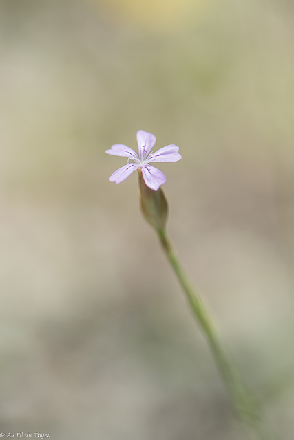 Photographie Plante