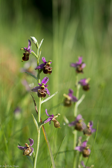 Photographie Plante