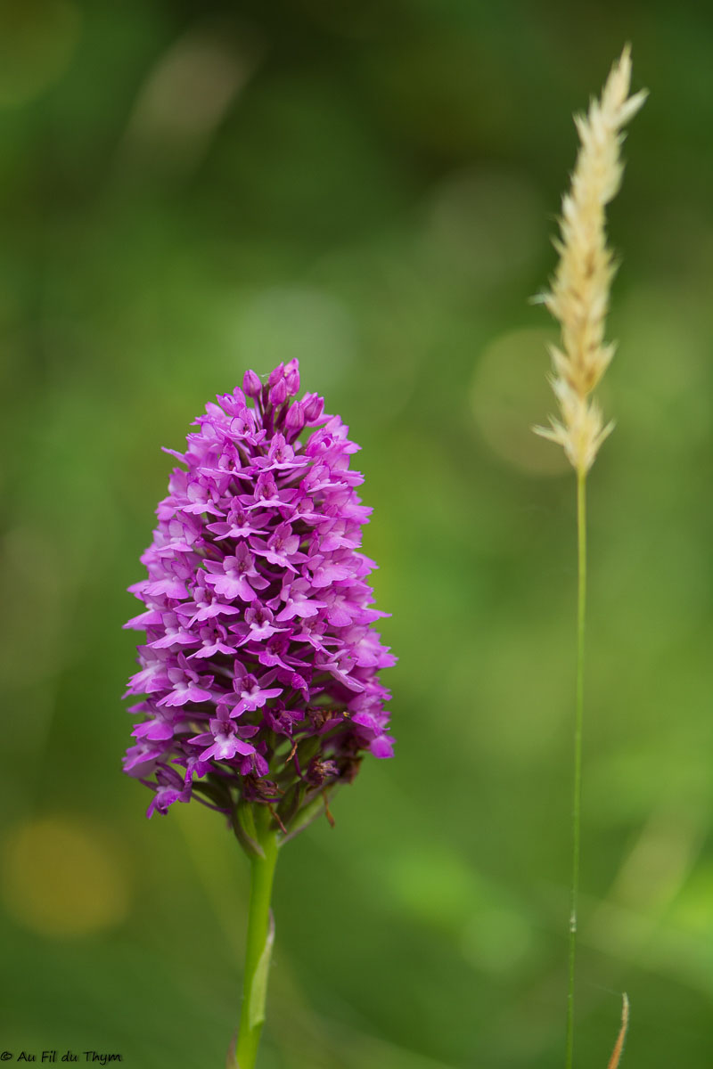 Photographie Plante