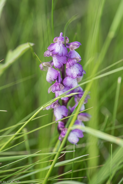 Photographie Plante