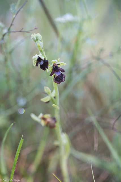 Photographie Plante