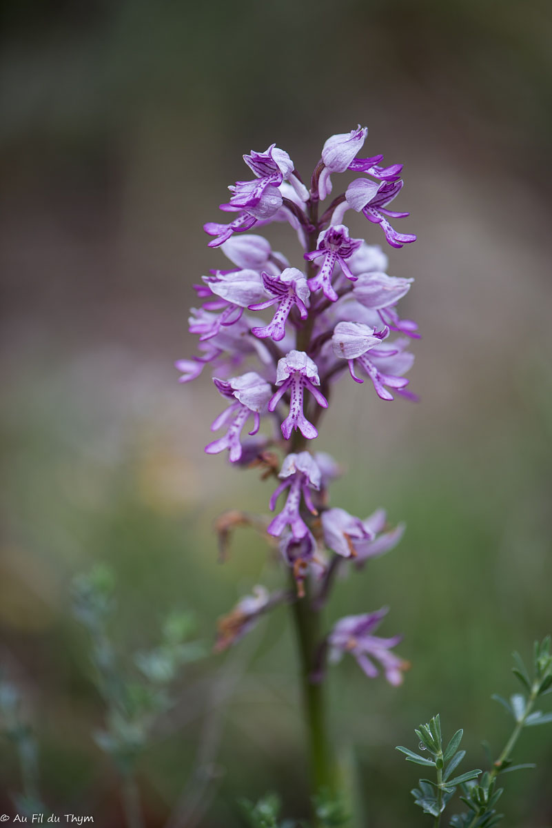 Photographie Plante