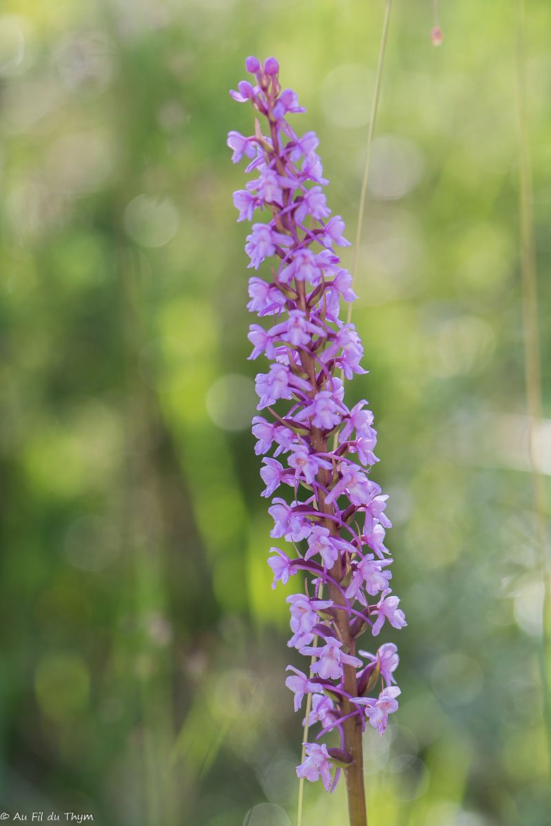 Photographie Plante