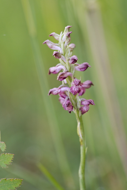 Photographie Plante