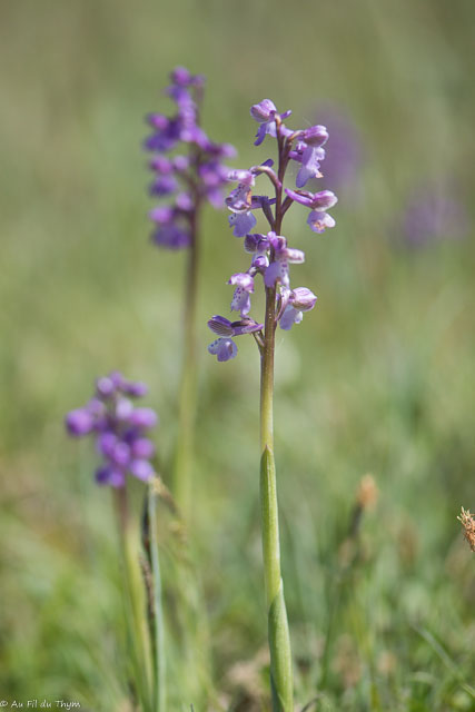 Photographie Plante