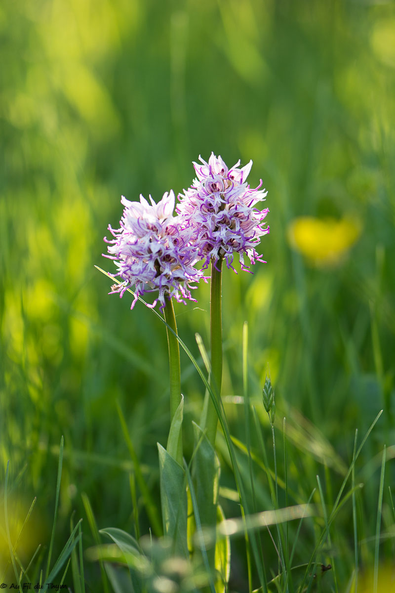 Photographie Plante