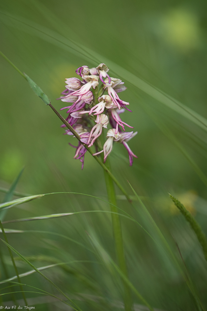 Photographie Plante