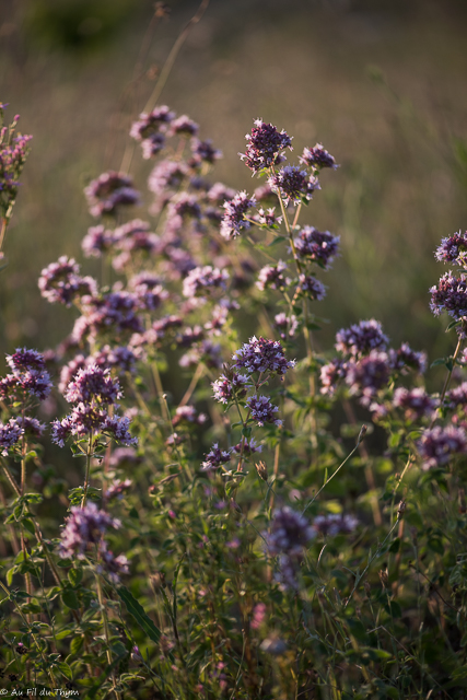 Photographie Plante