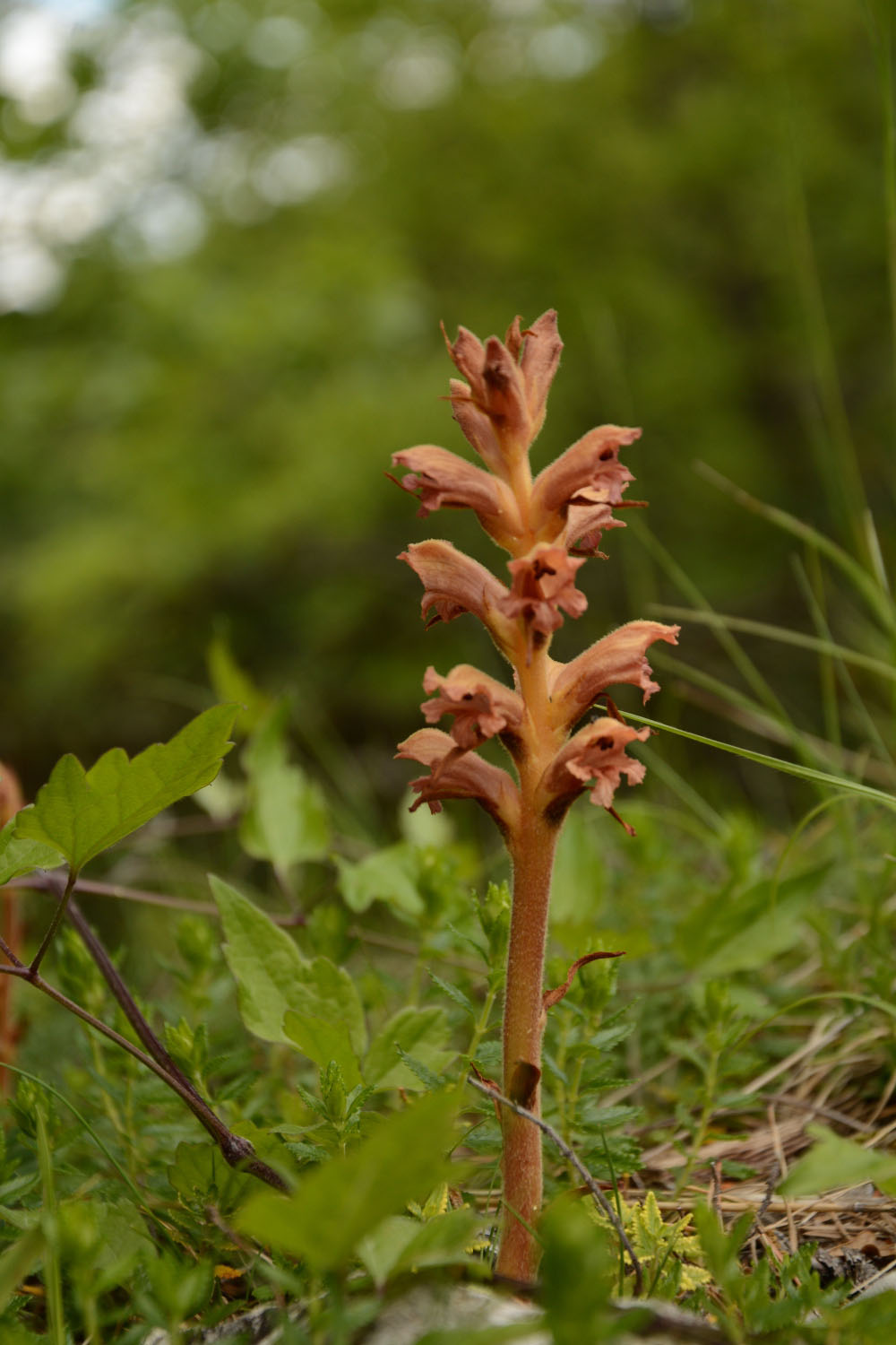 Photographie Plante