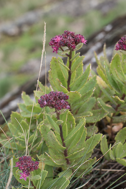 Photographie Plante