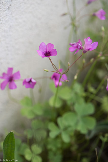 Photographie Plante