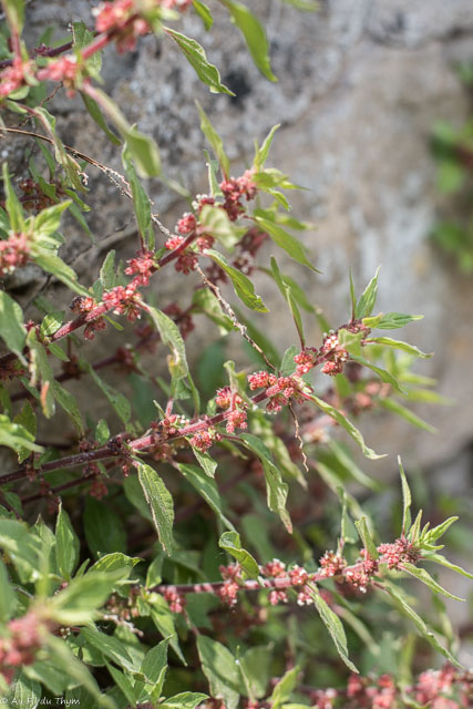 Photographie Plante