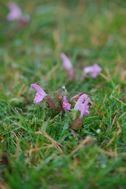 Photographie Plante