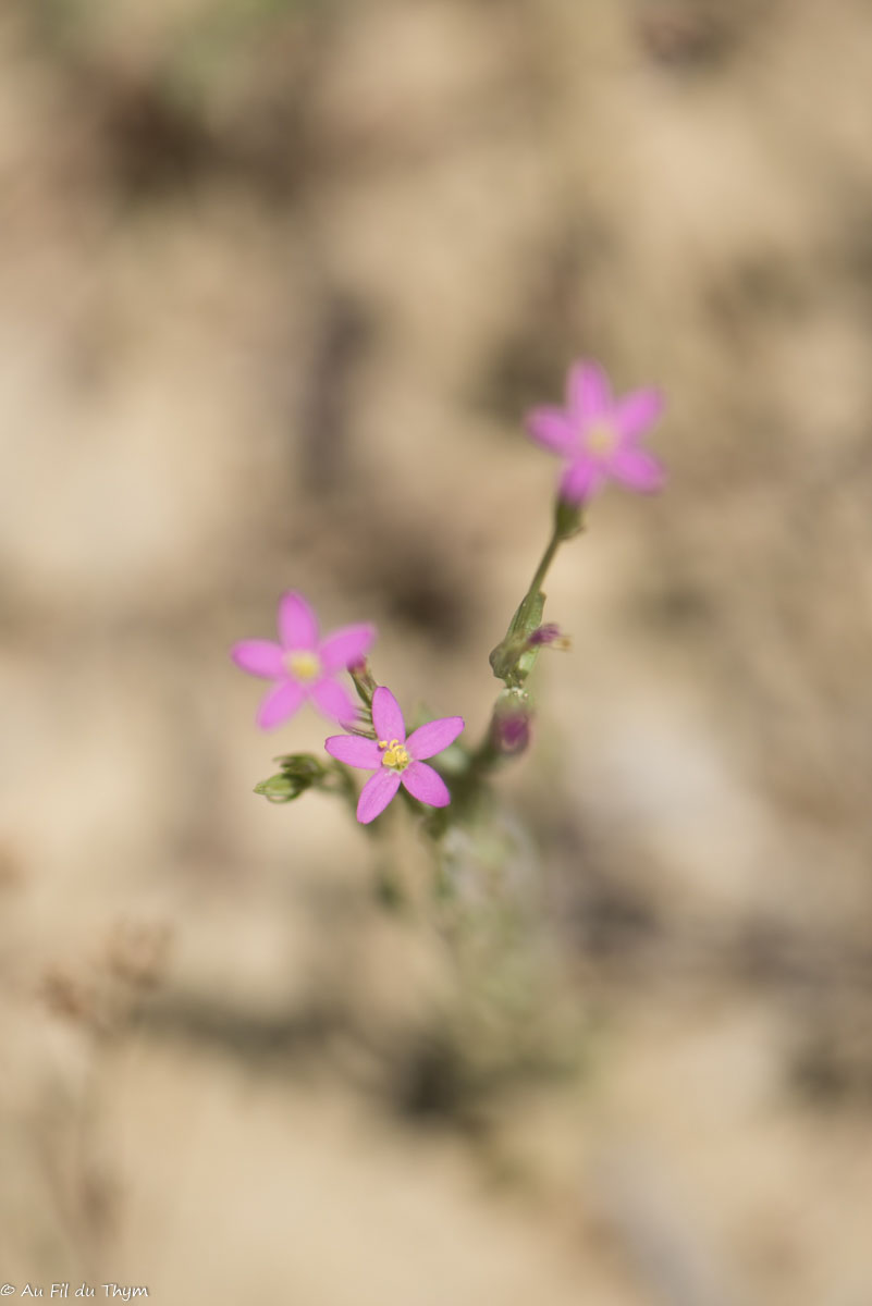 Photographie Plante